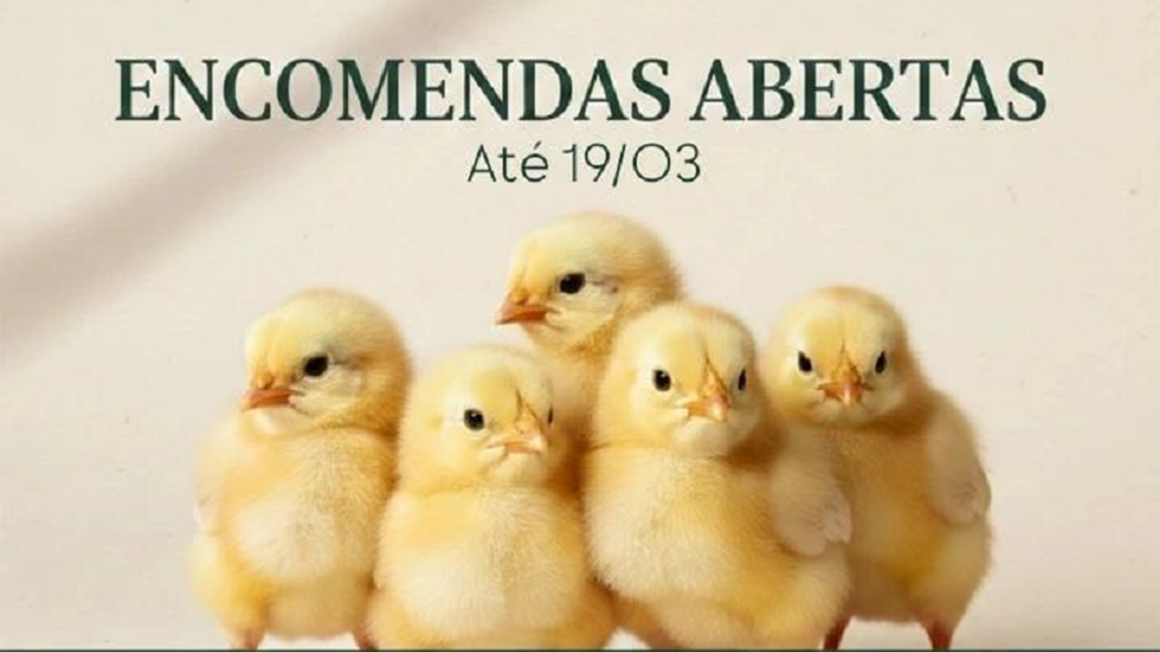 Secretaria de Agricultura abre inscrições  para compra conjunta de Pintinhos