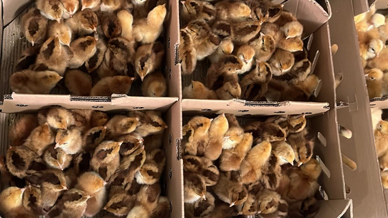 Secretaria de Agricultura entrega 800 pintinhos de compra conjunta