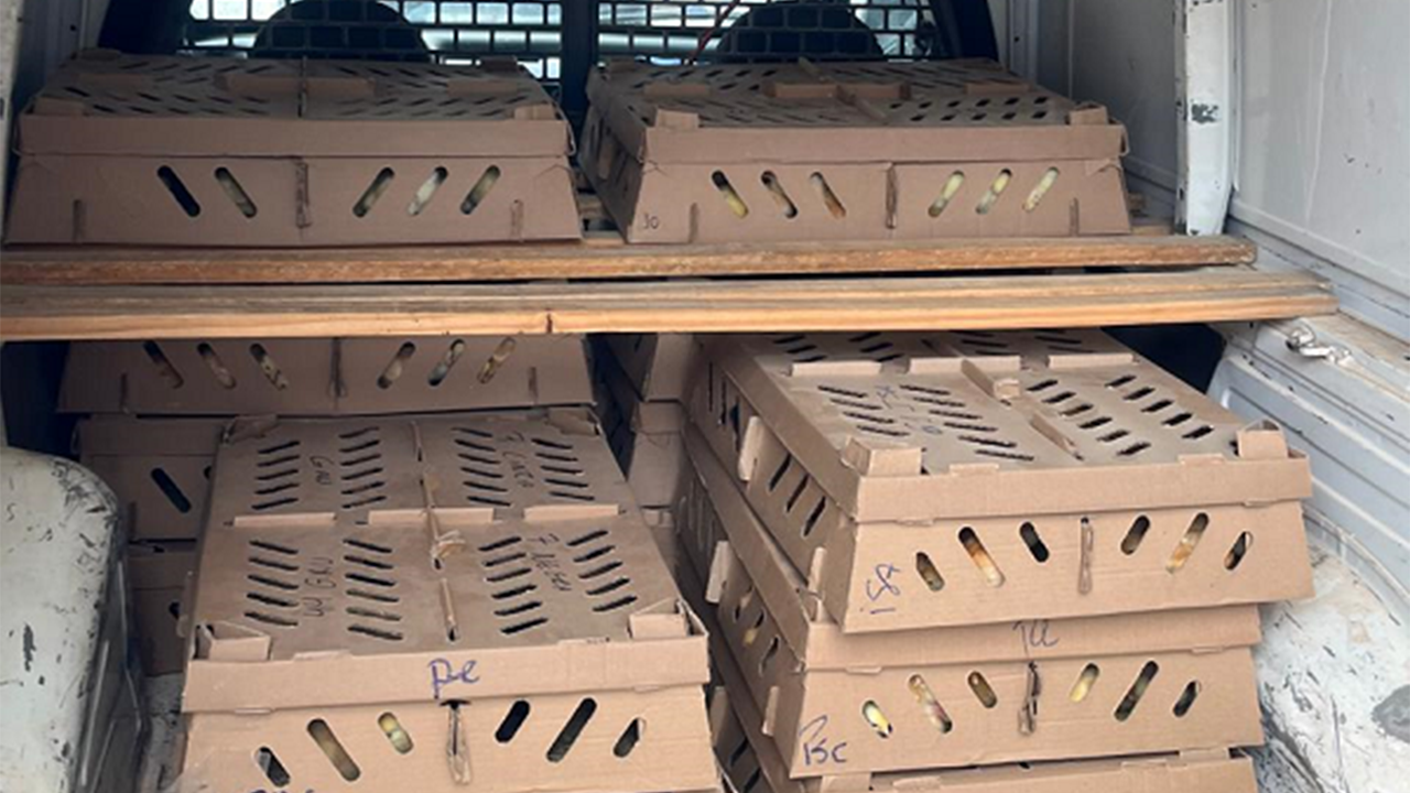 Secretaria de Agricultura conclui compra de Pintinhos em conjunto