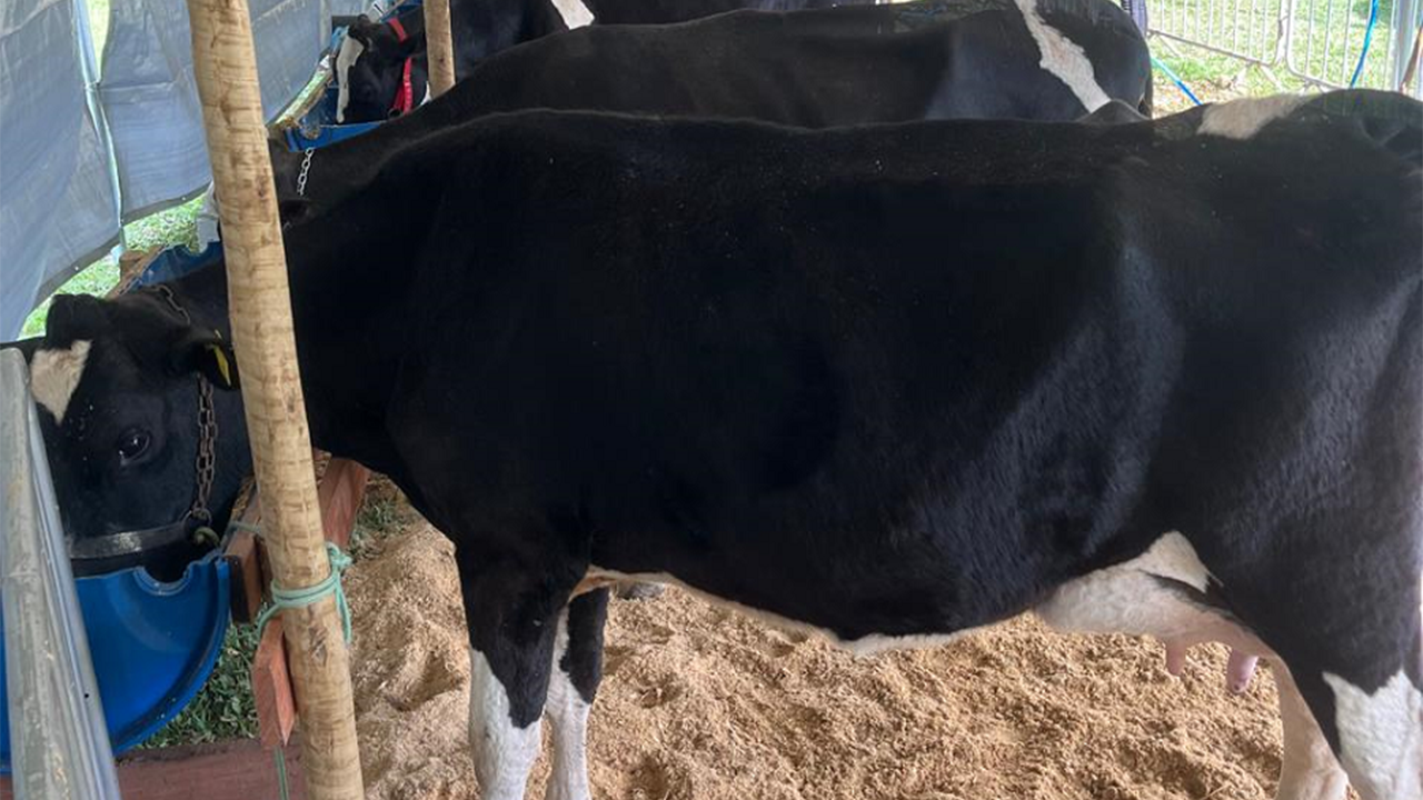 Torneio Leiteiro  de  Mantiqueira encerra período de competição leiteira no município