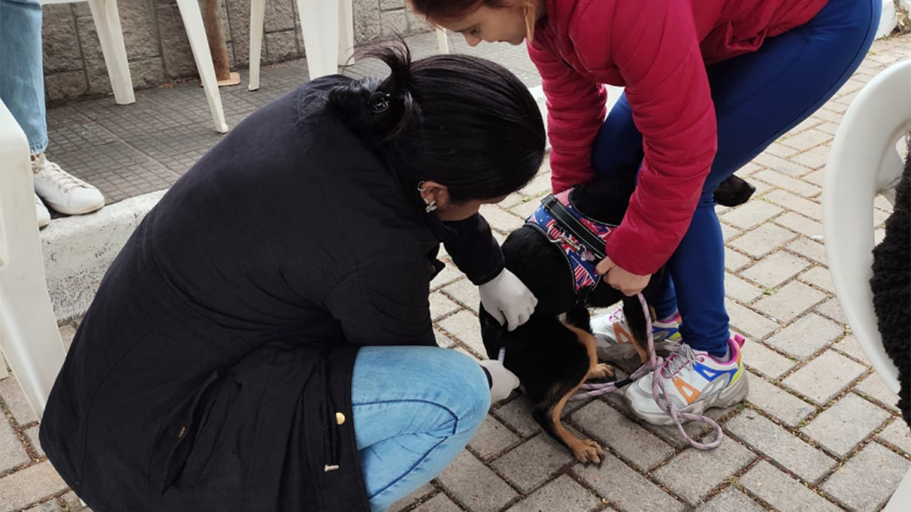 3.524 cães e 700 gatos  foram vacinados contra raiva na campanha do dia 16/08 na cidade