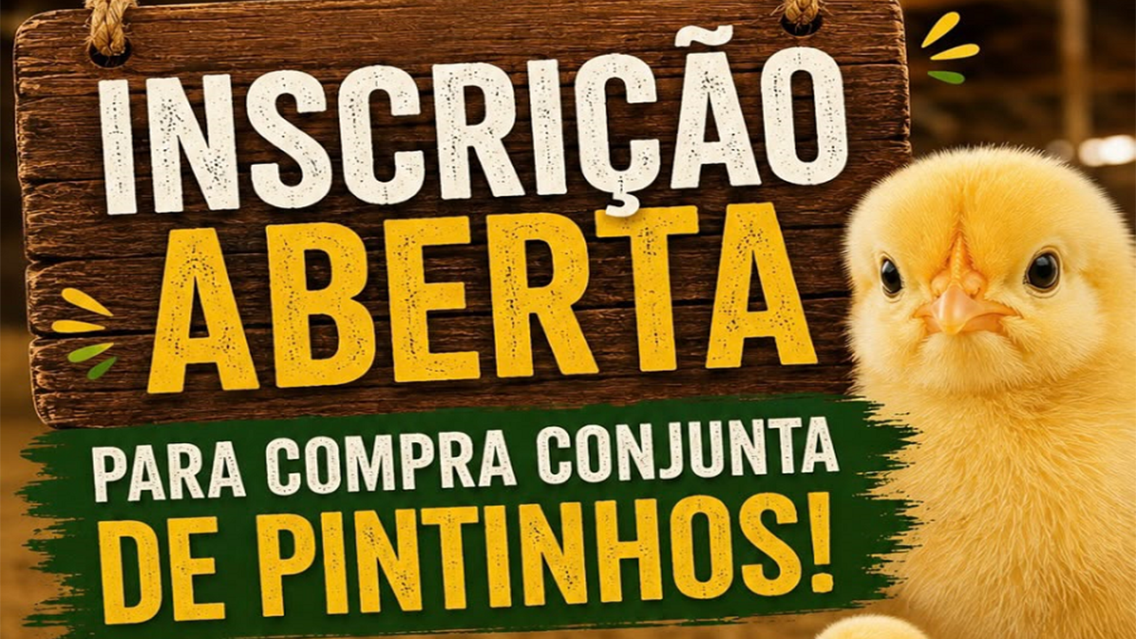 Secretaria de Agricultura abre inscrições para compra conjunta de pintinhos
