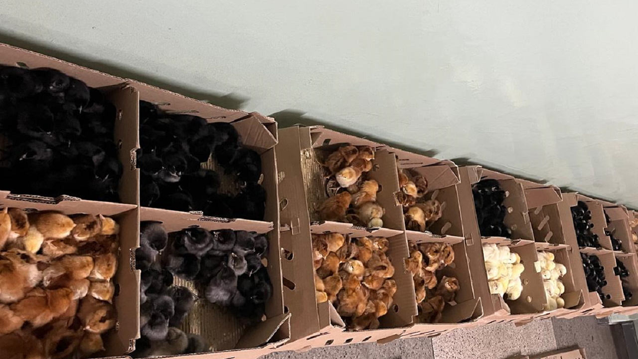 Venda de Pintinhos