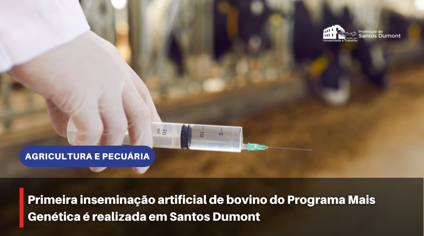 Primeira inseminação artificial de bovino do Programa Mais Genética é realizada em Santos Dumont 