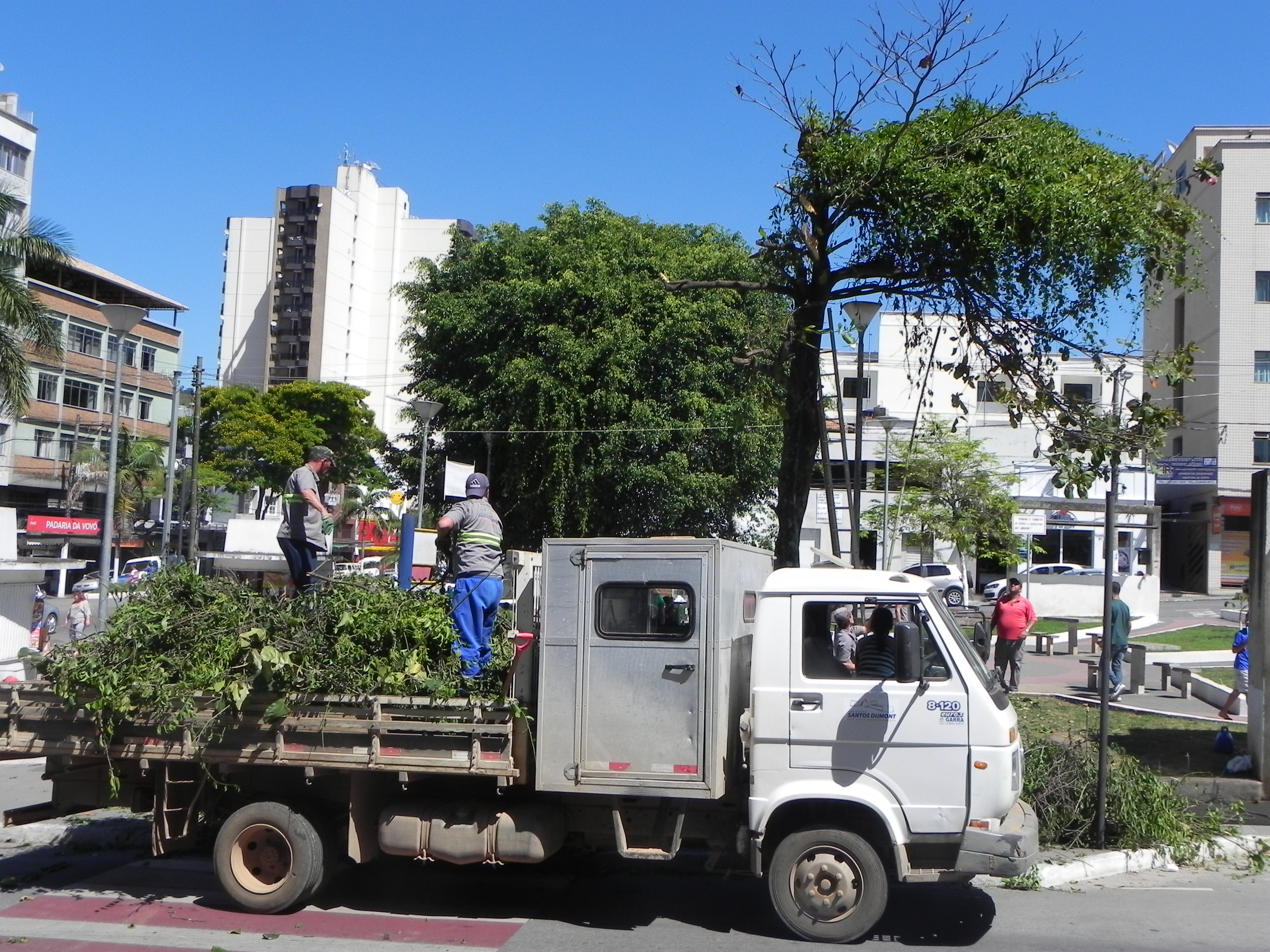 Esclarecimento a respeito de poda e corte de árvores