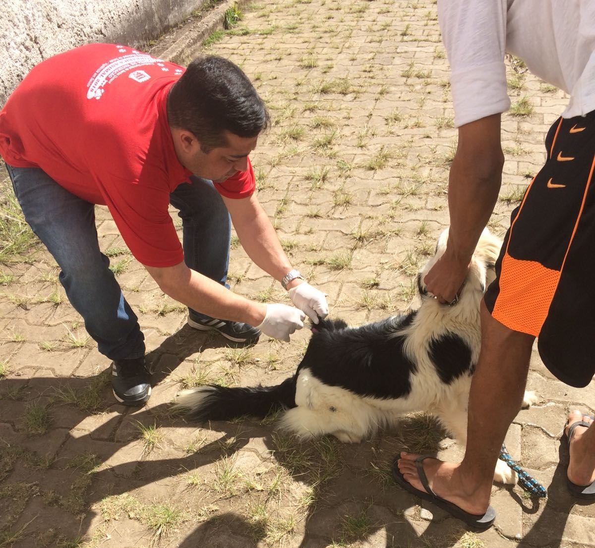 Parcial Vacinação de Cães e gatos domésticos